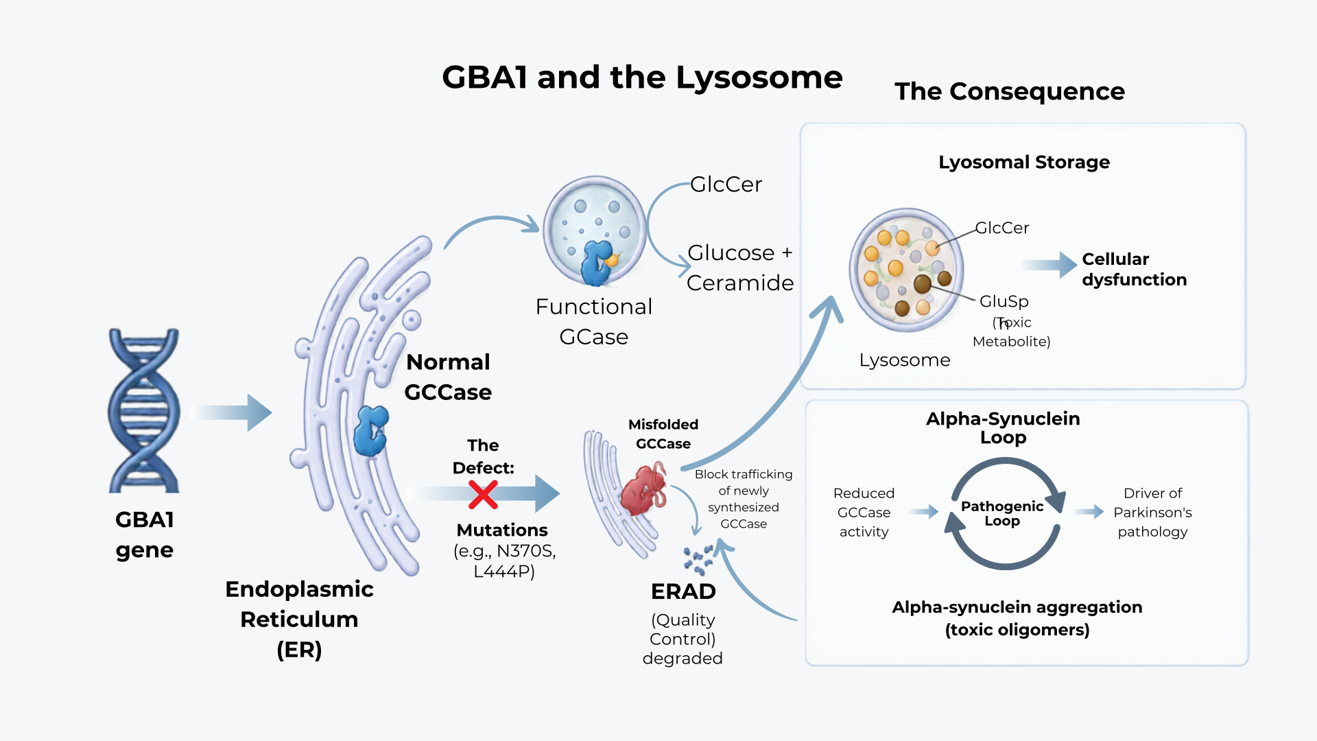 GBA1 mutation, misfolded GCase, lysosomal storage and alpha-synuclein loop diagram