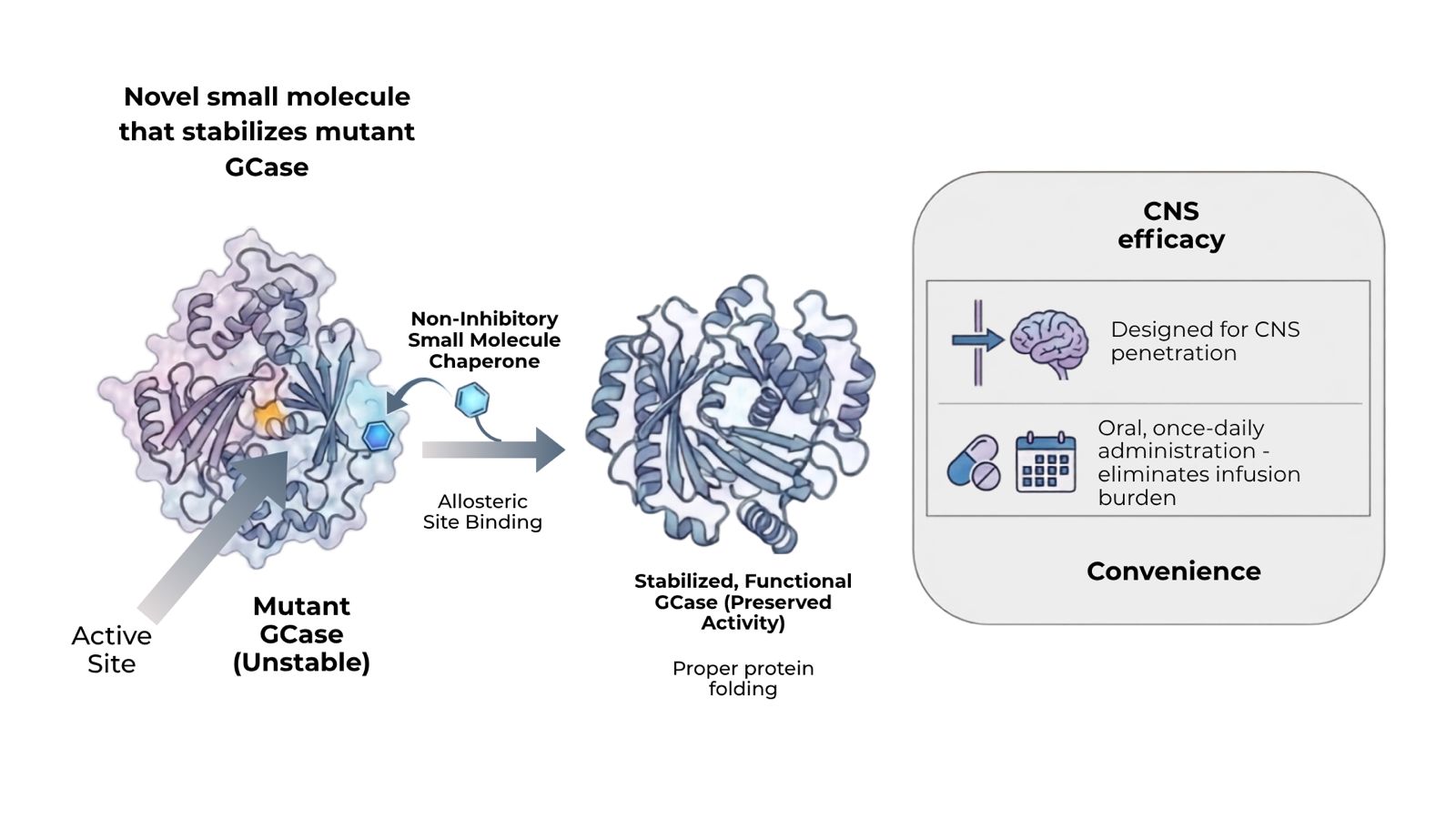 Non-inhibitory small molecule chaperone binding allosteric site to stabilize mutant GCase